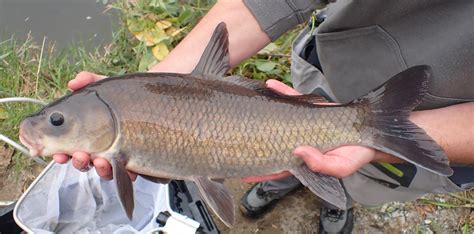 busiso fish|Ictiobus .